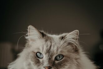 Международна котешка изложба гостува във Варна.