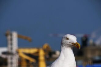 Варненският жаргон: Типични думи и изрази в морския град.
