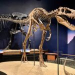 Фосилът на Nanotyrannus „Джоди“ беше продаден за 47,3 млн. долара