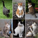 Учени откриха хормонална връзка между котки и техните стопани